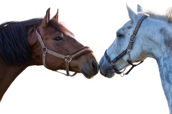 Dois cavalos em um fundo branco — Fotografia de Stock