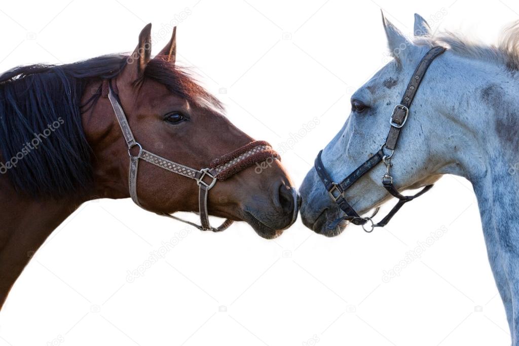 two horses on a white background