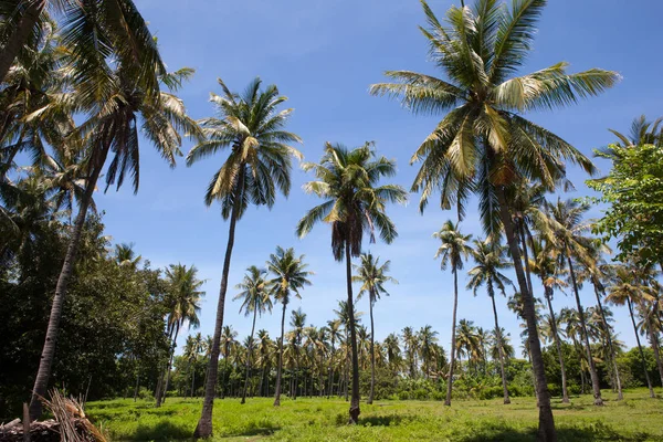 Granja de cocoteros en la isla de Gili Indonesia — Foto de Stock