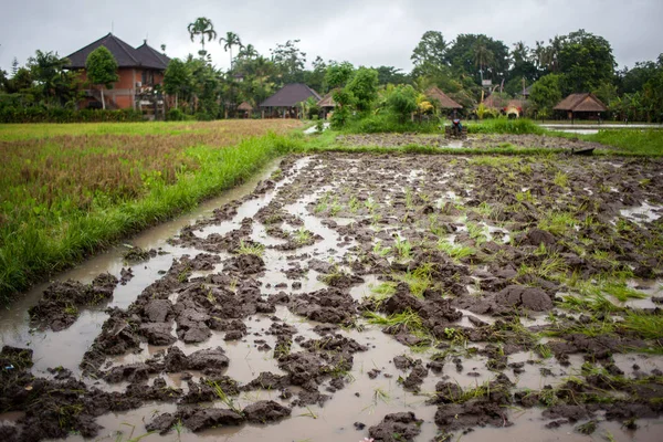 Campos de arroz en Indonesia. Bali. — Foto de Stock