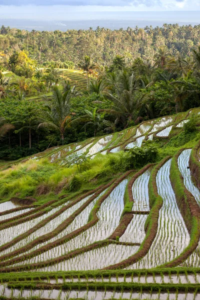 Campos de arroz en terrazas con sistema de riego, Bali, Indonesia — Foto de Stock