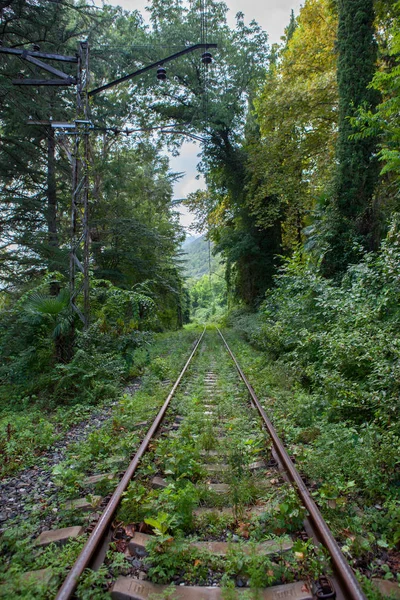 Yeşil bir kalın ormanda eski demiryolu parça
