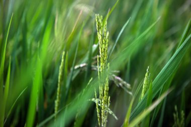 Yeşil pirinç ekili tarım alanı, erken sahne tarım tesisi geliştirme, seçici odak kafasından