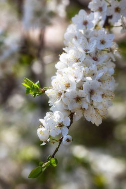 Çiçek açan bir kiraz ağacının dalında güzel beyaz çiçekler..