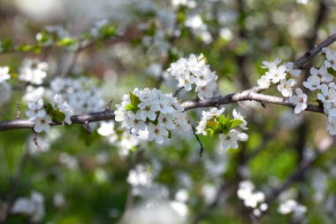 Çiçek açan bir kiraz ağacının dalında güzel beyaz çiçekler..