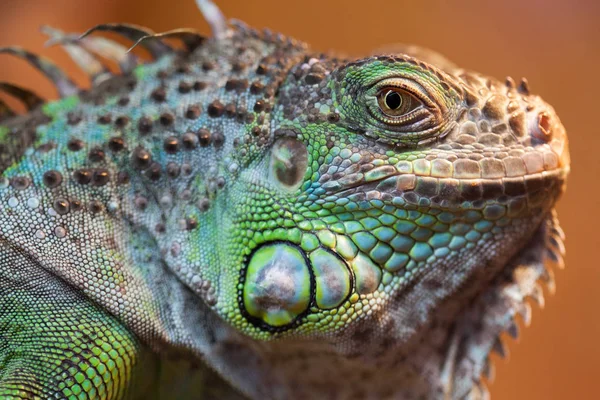 Yeşil Iguana closeup