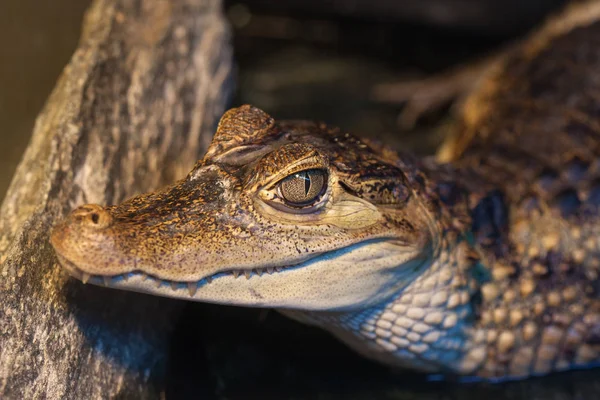 Close-up of the head of a dwarf crocodile — Stock Photo, Image