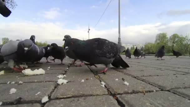 人们在大街上喂鸽子 — 图库视频影像