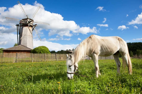 Белый конь, пасущийся возле деревянной мельницы на весеннем лугу возле старой деревни — стоковое фото