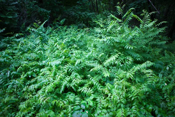 Luce serale attraverso le foglie in una foresta verde — Foto Stock