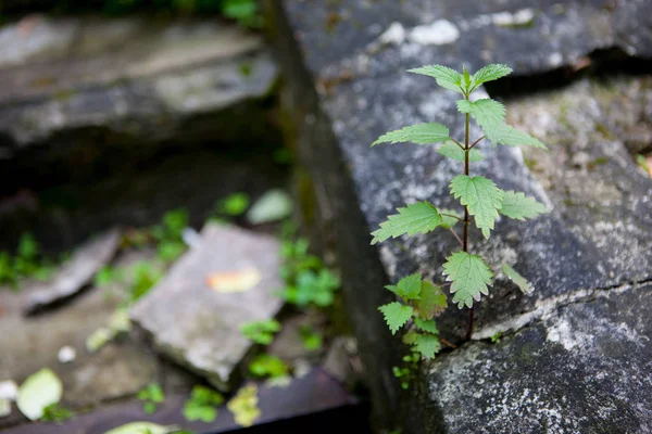 Un'ortica verde che cresce in giardino — Foto Stock