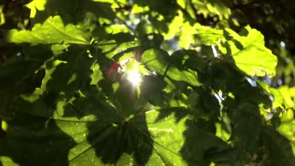 As folhas são destacadas pelo sol — Vídeo de Stock