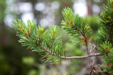 taze iğne çam dalı yay, bırakır.
