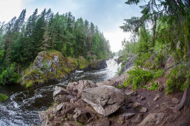 güzel bir ormandaki nehir dağ