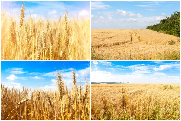 Or blé mûr fond bleu ciel. champ de blé d'hiver en gros plan ensoleillé, faible profondeur de champ. Agriculture, agronomie et contexte agricole. Concept de récolte . — Photo