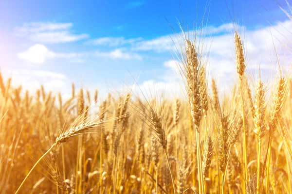 Campo de trigo dourado e céu azul — Fotografia de Stock