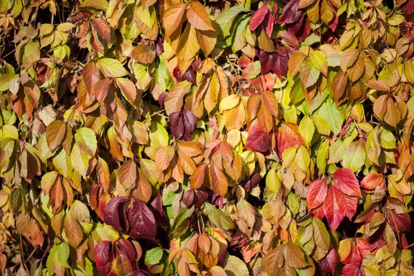 Kleurrijke backround afbeelding van gevallen herfstbladeren perfect voor seizoensgebonden gebruik — Stockfoto