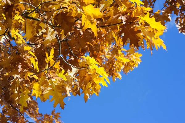 Herfstbladeren, zeer ondiepe focus — Stockfoto