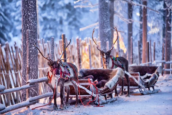 Renos con trineo en bosque de invierno en Rovaniemi, Laponia, Finlandia —  Fotos de Stock