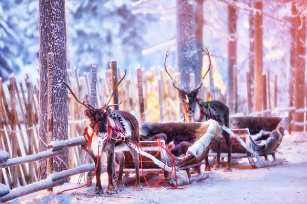 Rénszarvas, szánkó a téli erdő Rovaniemi, Lapland, Finnország — Stock Fotó