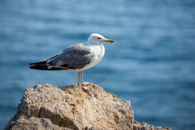 Deniz kıyısına karşı martı portresini yakından izleyin. Sahildeki bir kayanın üzerinde oturan beyaz bir kuş. Doğal mavi su arkaplanı.