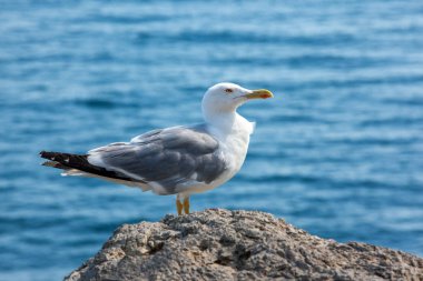 Deniz kıyısına karşı martı portresini yakından izleyin. Sahildeki bir kayanın üzerinde oturan beyaz bir kuş. Doğal mavi su arkaplanı.