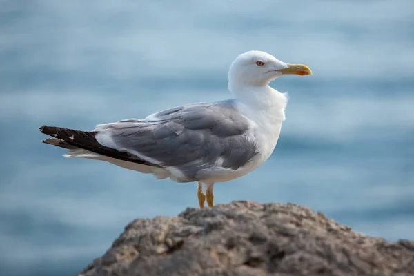 Deniz kıyısına karşı martı portresini yakından izleyin. Sahildeki bir kayanın üzerinde oturan beyaz bir kuş. Doğal mavi su arkaplanı. — Stok fotoğraf