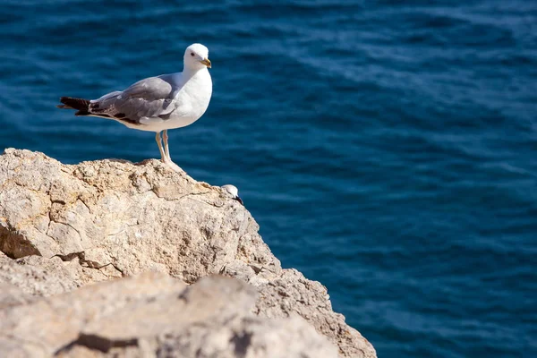 Vista da vicino del ritratto di Gabbiano contro la riva del mare. Un uccello bianco seduto su una roccia vicino alla spiaggia. sfondo naturale blu acqua . — Foto Stock