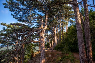 Bir yaz günü yamaçlarda çam ağaçları.