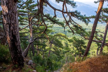 Bir yaz günü yamaçlarda çam ağaçları.