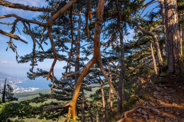 Bir yaz günü yamaçlarda çam ağaçları.