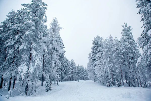 Холодна і Сніжна зима в Лапландії — стокове фото
