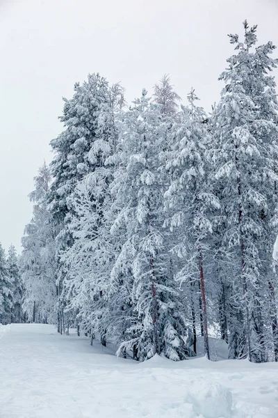 Холодна і Сніжна зима в Лапландії — стокове фото