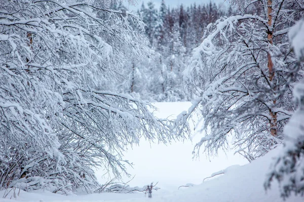 Koude en besneeuwde winter in Lapland — Stockfoto
