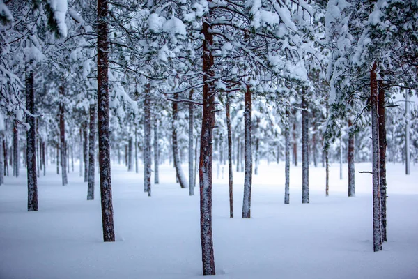 Koude en besneeuwde winter in Lapland — Stockfoto