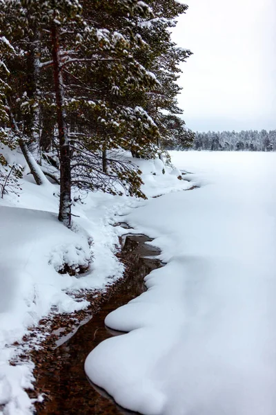 Koude en besneeuwde winter in Lapland — Stockfoto