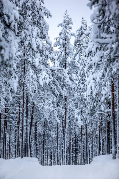 Koude en besneeuwde winter in Lapland — Stockfoto