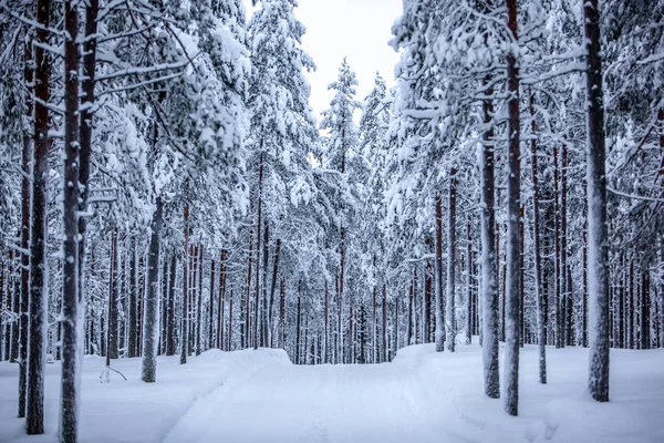 Koude en besneeuwde winter in Lapland — Stockfoto