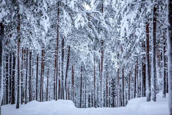 Koude en besneeuwde winter in Lapland — Stockfoto