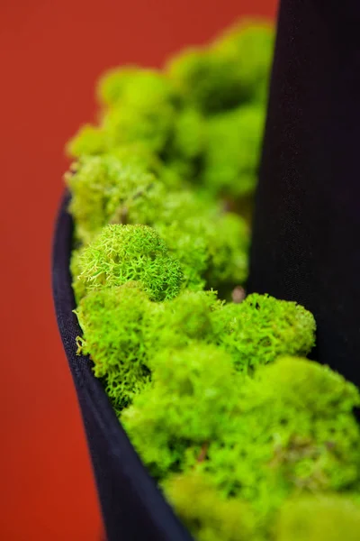 Muschio verde in un interno moderno, e gli elementi di design ambientale e soluzioni — Foto Stock