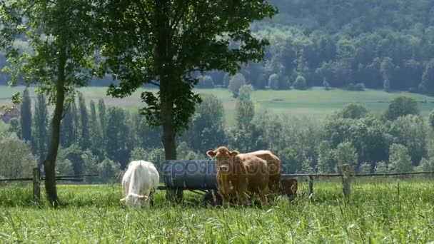 Vacas pastando em um dia ensolarado no campo verde - 4k — Vídeo de Stock