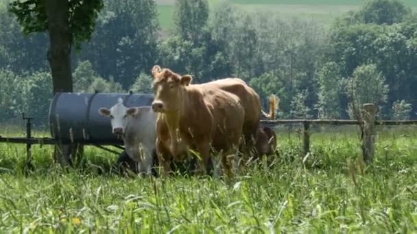 Αγελάδες που βόσκουν σε μια ηλιόλουστη ημέρα στο πεδίο καταπράσινη - 4k — Αρχείο Βίντεο
