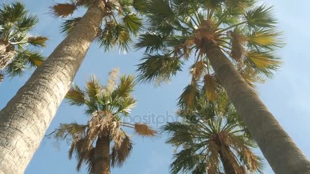 Palmiye ağaçlarının gökyüzü arka plan - 4k — Stok video
