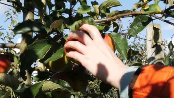 Primer plano de la mano de los niños arrancando manzana madura de la rama — Vídeos de Stock