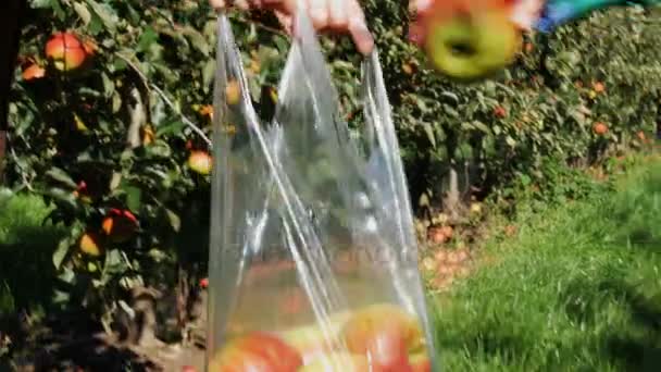 Childrens hand puts a ripe apple in a plastic bag — Stock Video