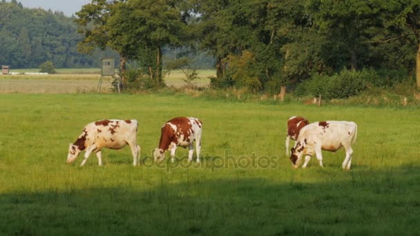 奶牛放牧在晴朗的一天对着绿色的田野-4 k — 图库视频影像