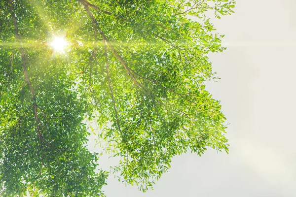 自然绿树与阳光照明照明隔离在白色在早晨的夏季公园的背景. — 图库照片