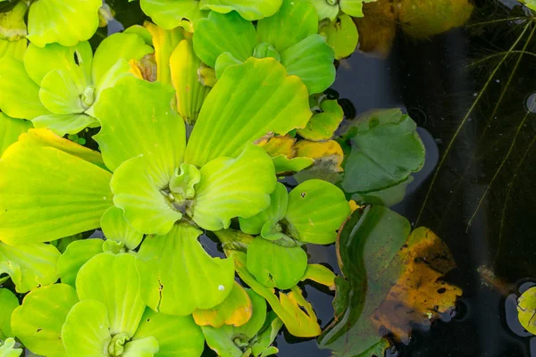 Spawn - tanaman hijau di kolam air dengan ruang untuk teks . — Stok Foto