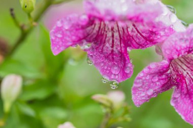 damla ile güzel pembe çiçek