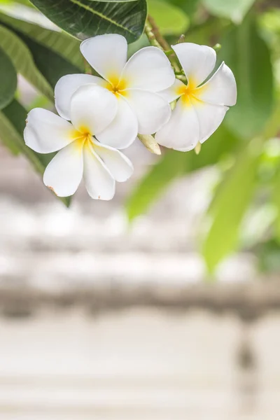 Bianco Thailandia Fiore di Plumeria — Foto Stock